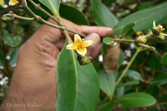 Avicennia officinalis
